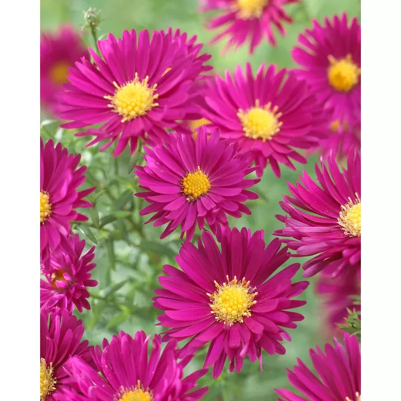 Aster 'Jenny'
