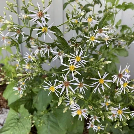 aster-large-leaved-wood-eurybia-macrophylla Aster: Large-leaved wood (Eurybia macrophylla)