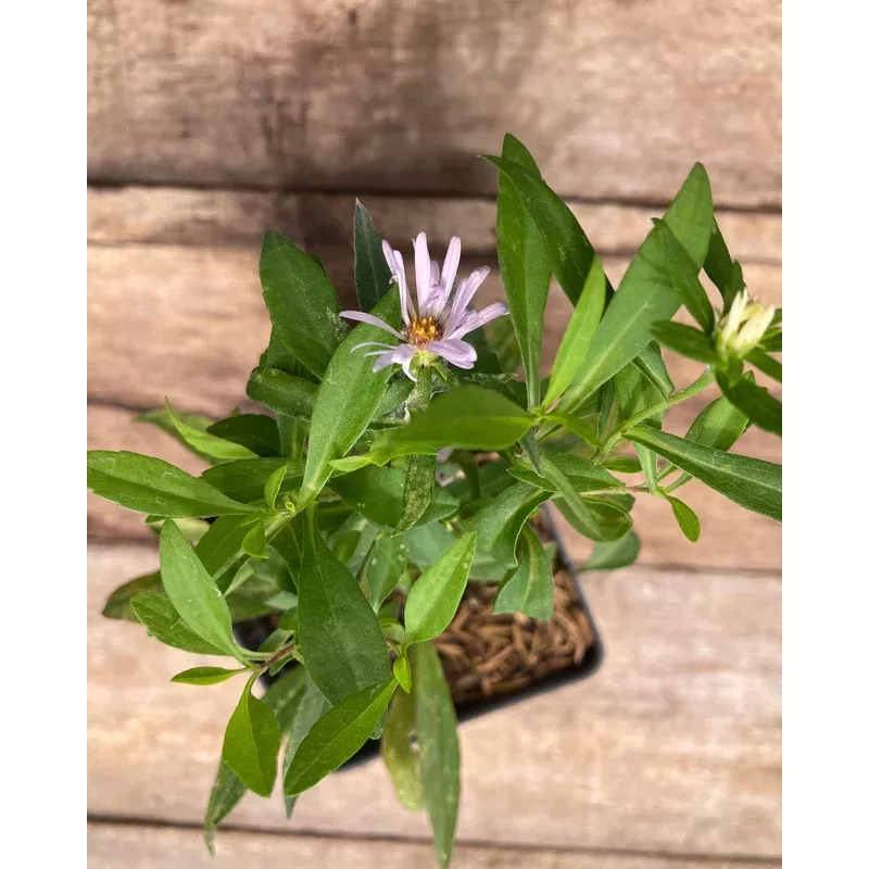 aster-new-york Aster, New York