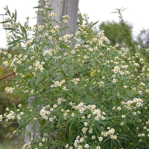 aster-panicled-symphyotrichum-lanceolatum Aster: Panicled (Symphyotrichum lanceolatum)