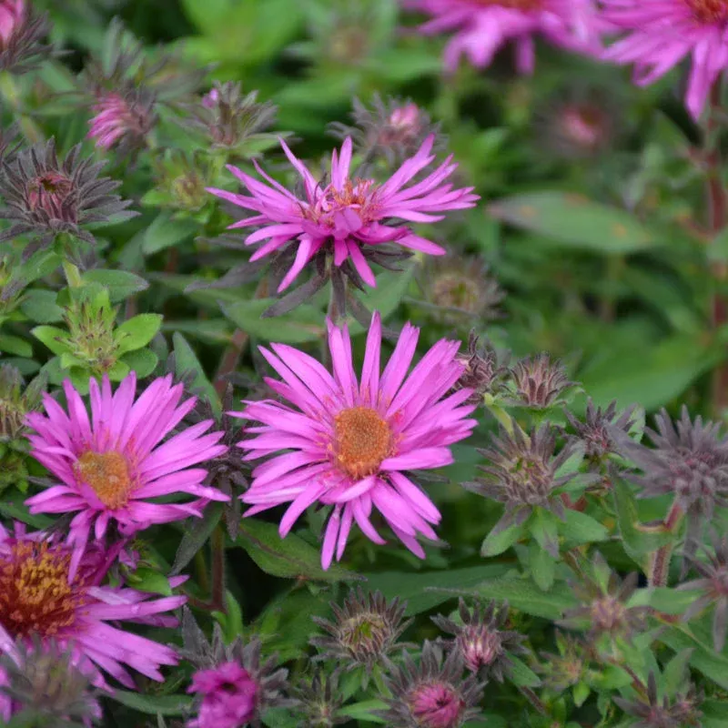 Aster 'Pink Crush'