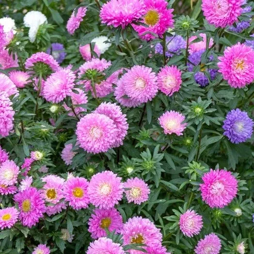 Aster, Powderpuff (China Aster) Flower seeds