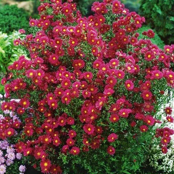aster-red-alert Aster 'Red Alert'