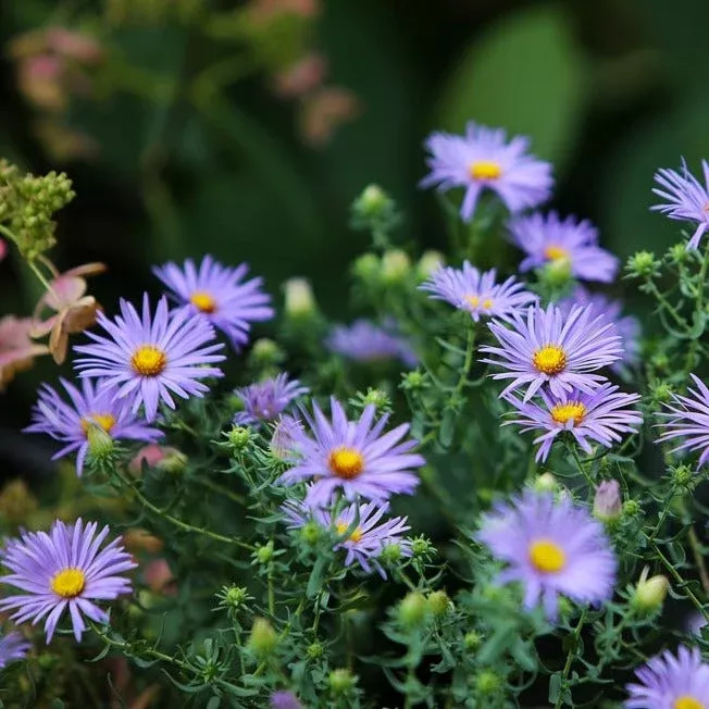 Aster, Smooth Blue Flower seeds
