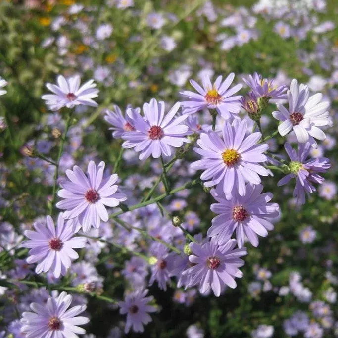 aster-smooth-blue-symphyotrichum-laeve Aster: Smooth blue (Symphyotrichum laeve)