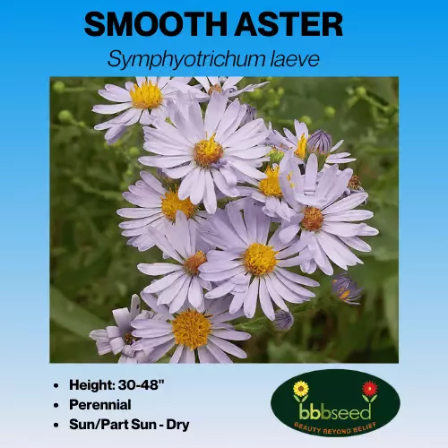 aster-smooth-symphyotrichum-laeve Aster, Smooth – Symphyotrichum laeve