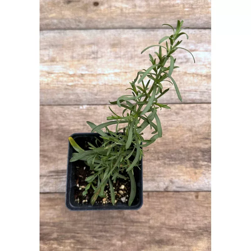 aster-snow-flurry Aster, 'Snow Flurry'