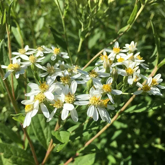 aster-tall-white-doellingeria-umbellata Aster: Tall white (Doellingeria umbellata)