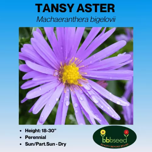 aster-tansy-machaeranthera-bigelovii Aster, Tansy – Machaeranthera bigelovii