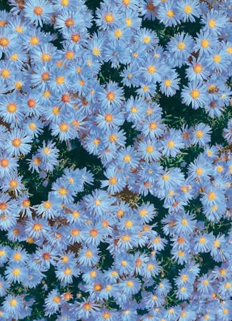 aster-wood-s-blue-25-br-plants Aster 'Wood's Blue' (25) BR Plants