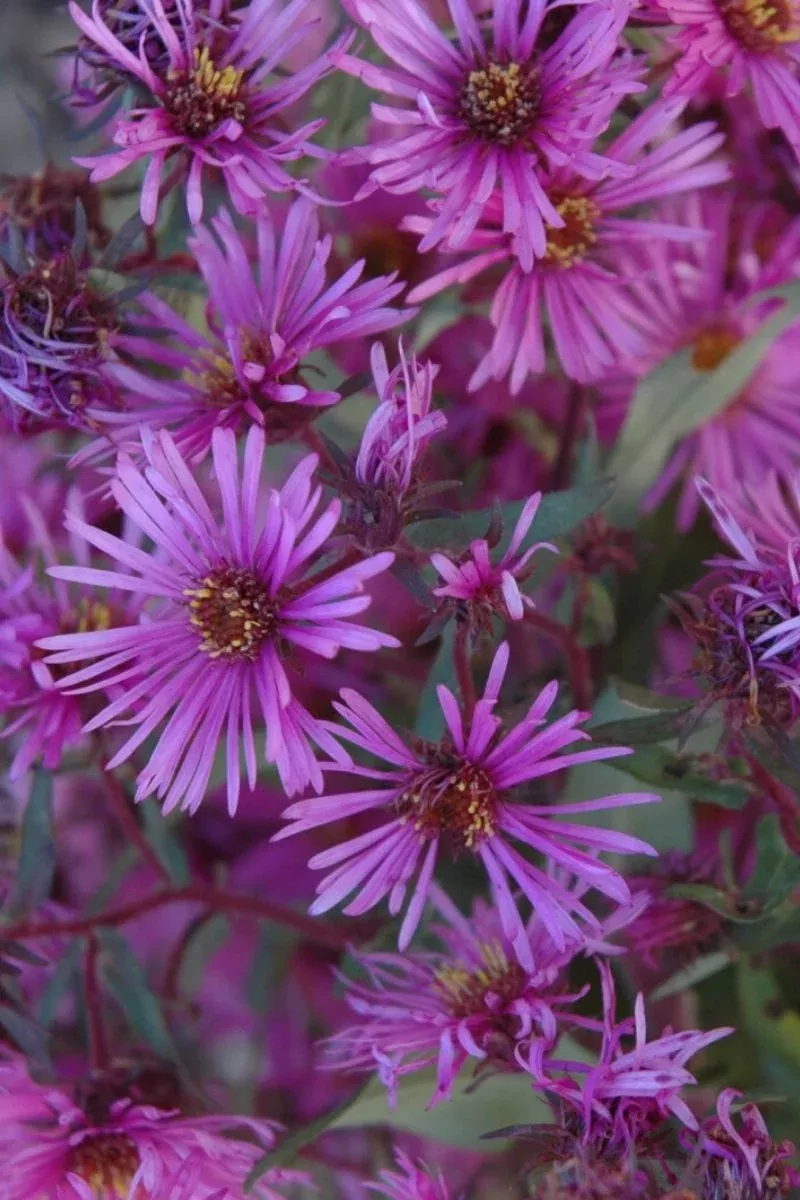 aster-wood-s-pink Aster 'Wood's Pink'