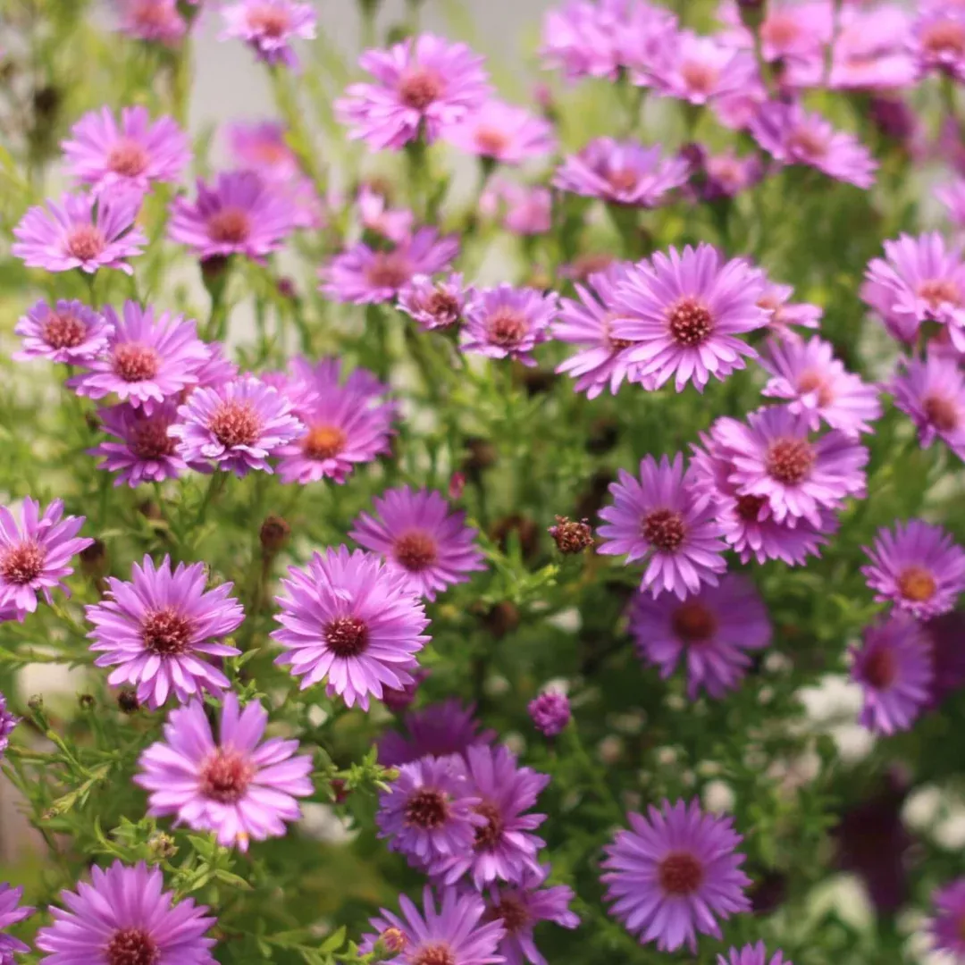 Aster 'Wood's Purple'