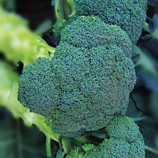 asteroid-broccoli-seeds Asteroid Broccoli Seeds