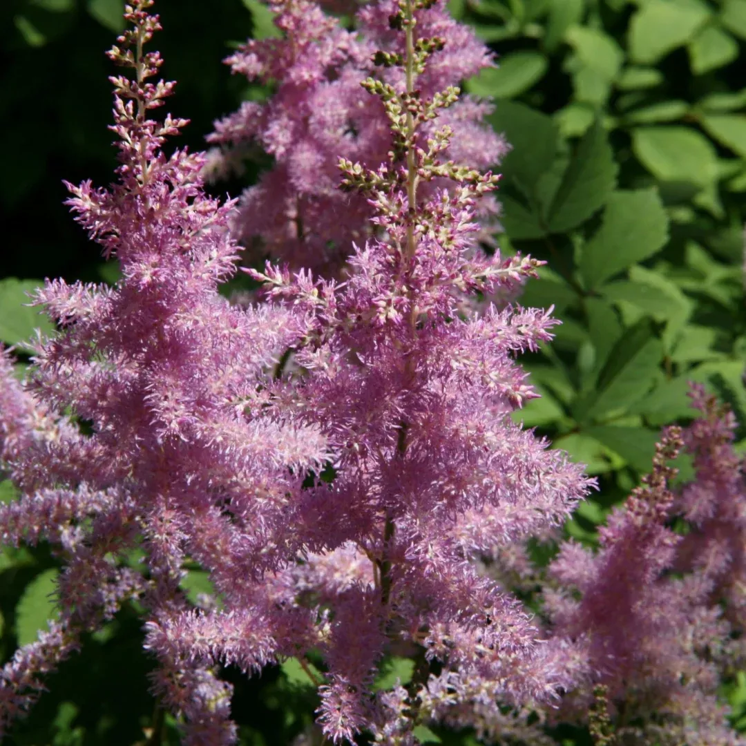 Astilbe 'Amethyst'