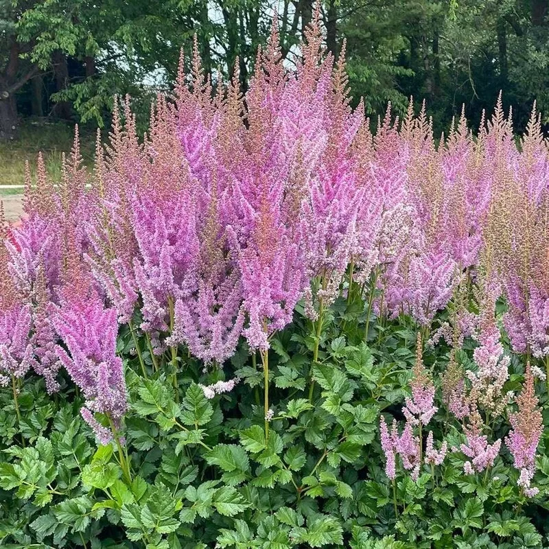 Astilbe - Black Pearls