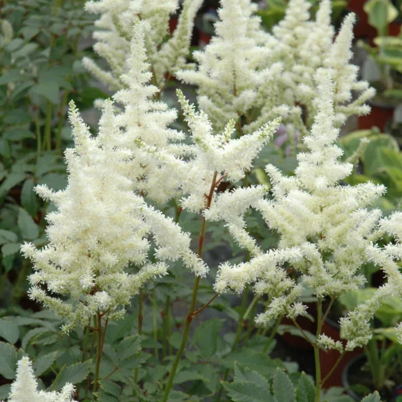 Astilbe - Bridal Veil