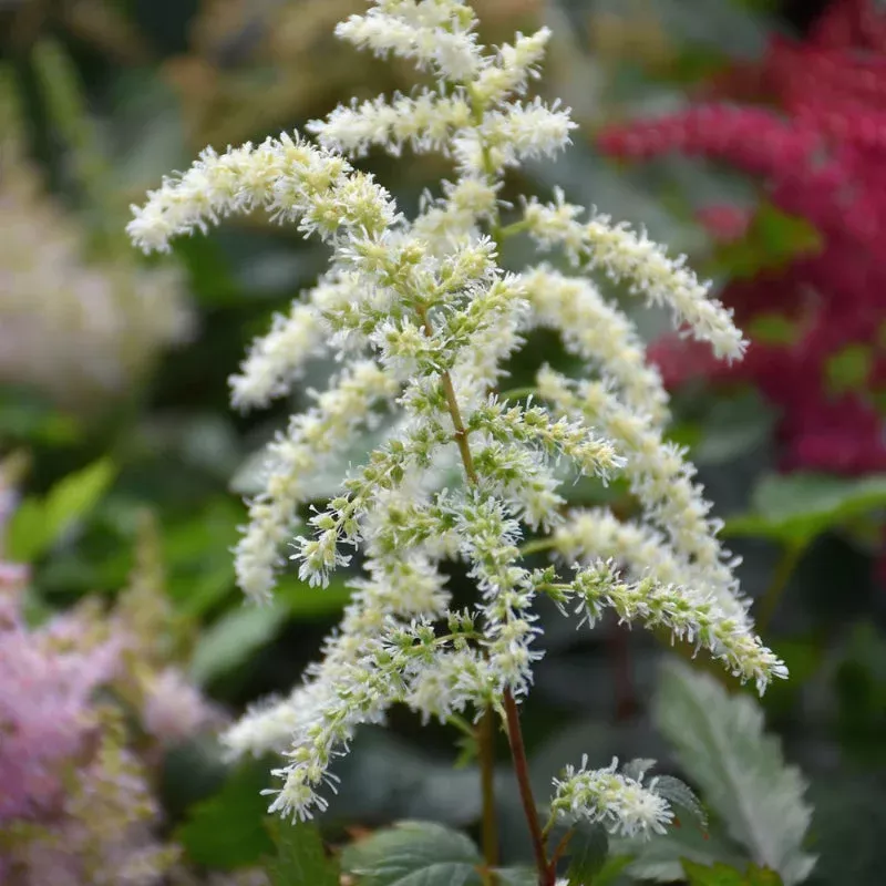 Astilbe 'Cappuccino'