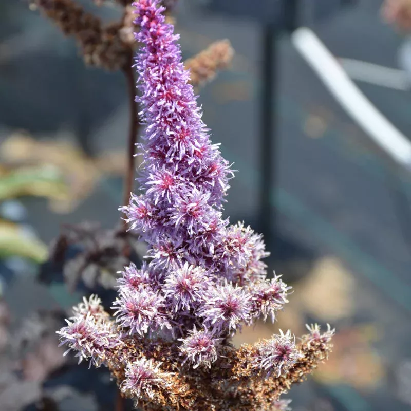 Astilbe 'Dark Side of the Moon'