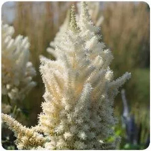 astilbe-diamonds-pearls-false-spirea Astilbe Diamonds and Pearls False Spirea