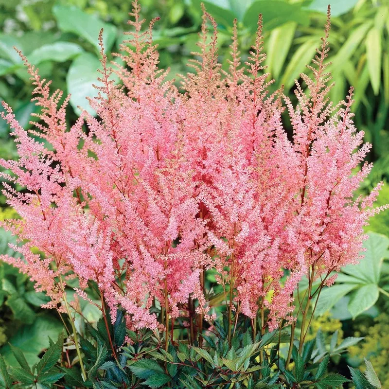 astilbe-erika Astilbe - Erika