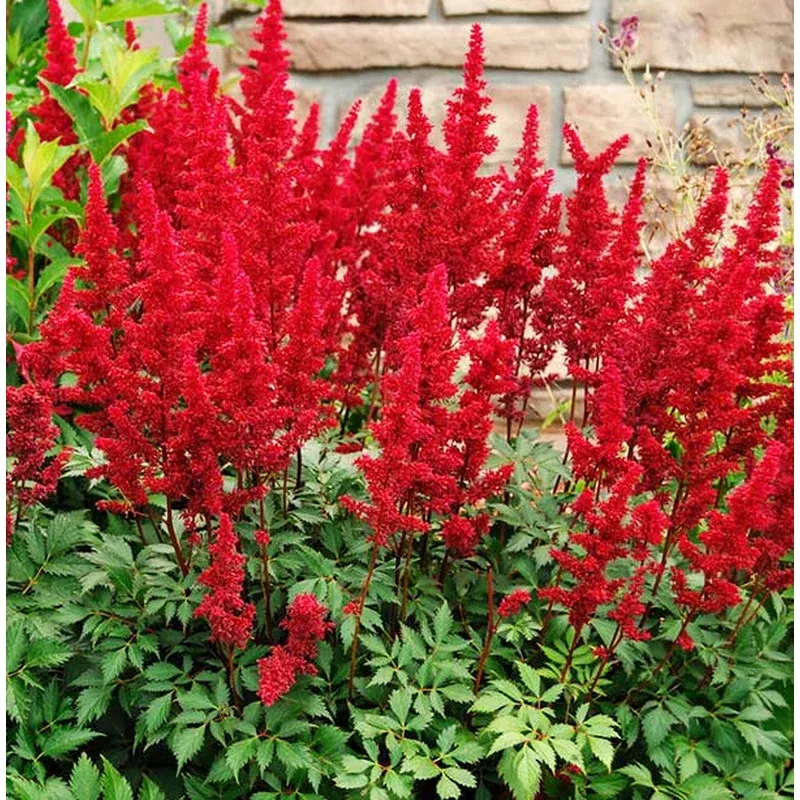 astilbe-fanal Astilbe (Fanal)