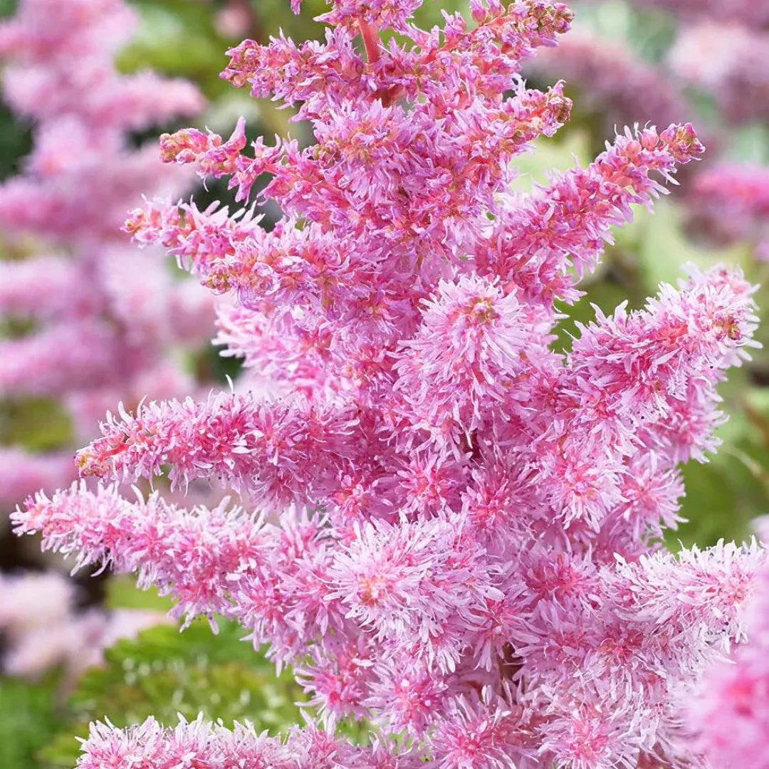 Astilbe 'Heart and Soul'