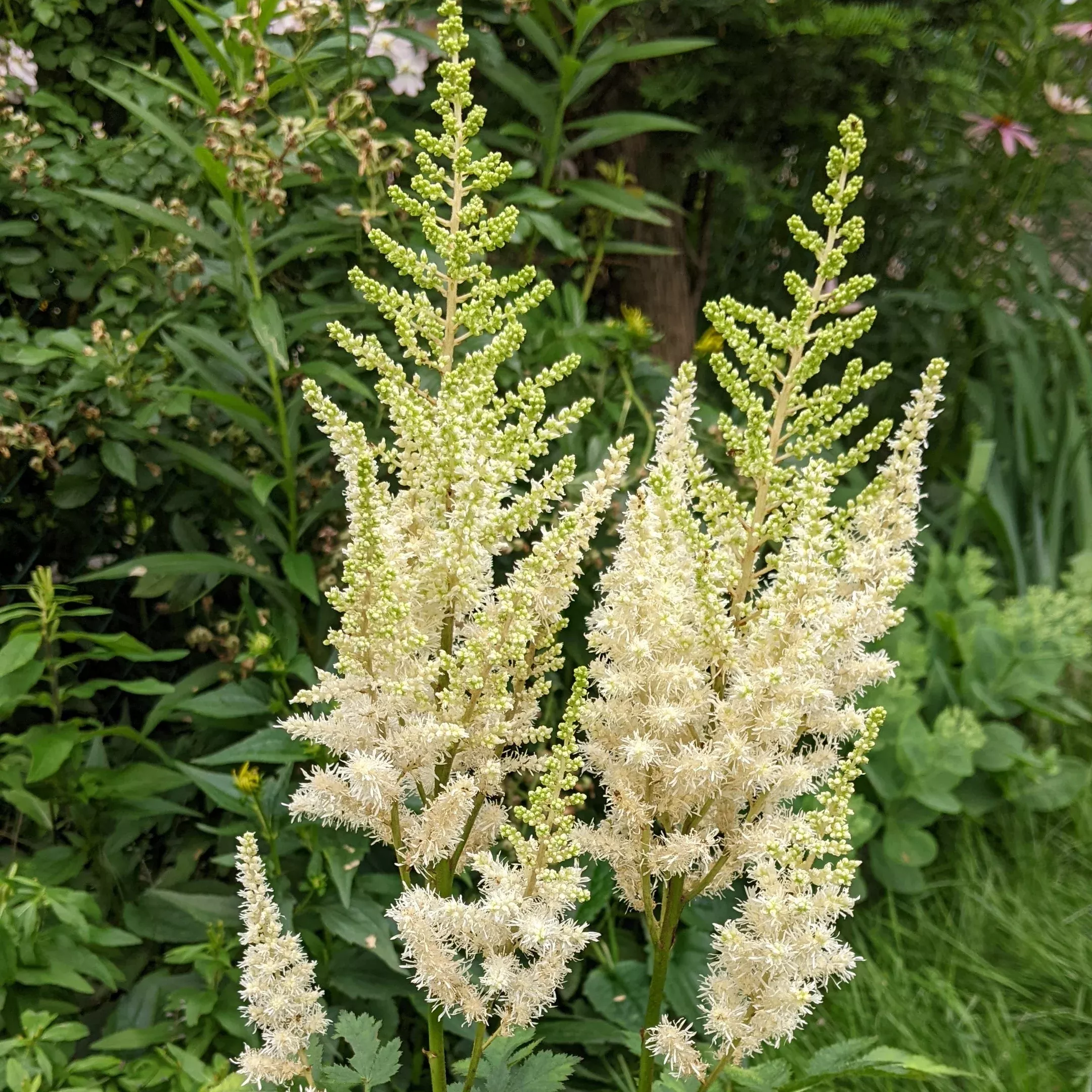 astilbe-ivory-pearls-false-spirea Astilbe Ivory Pearls False Spirea