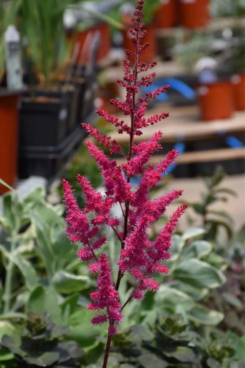 astilbe-mighty-chocolate-cherry Astilbe - Mighty Chocolate Cherry