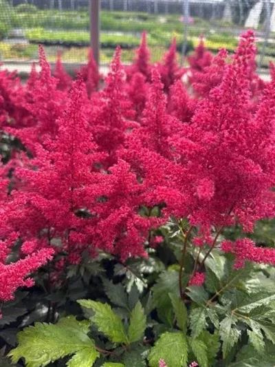 Astilbe Montgomery False Spirea