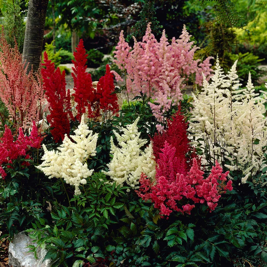 Astilbe - Premium Mixed Colors