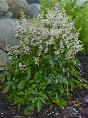 astilbe-sugarberry-pp20674-25-br-plants Astilbe 'Sugarberry' PP20674 (25) BR Plants