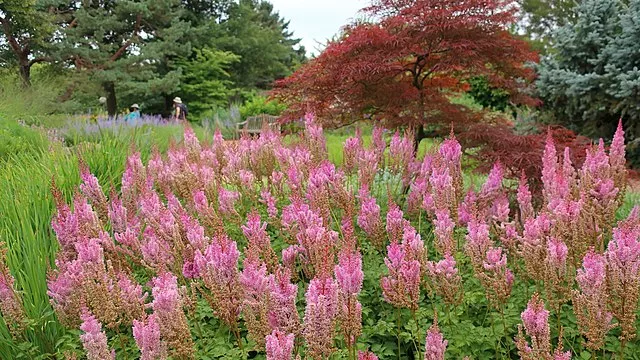 astilbe-superba-false-spirea Astilbe Superba False Spirea