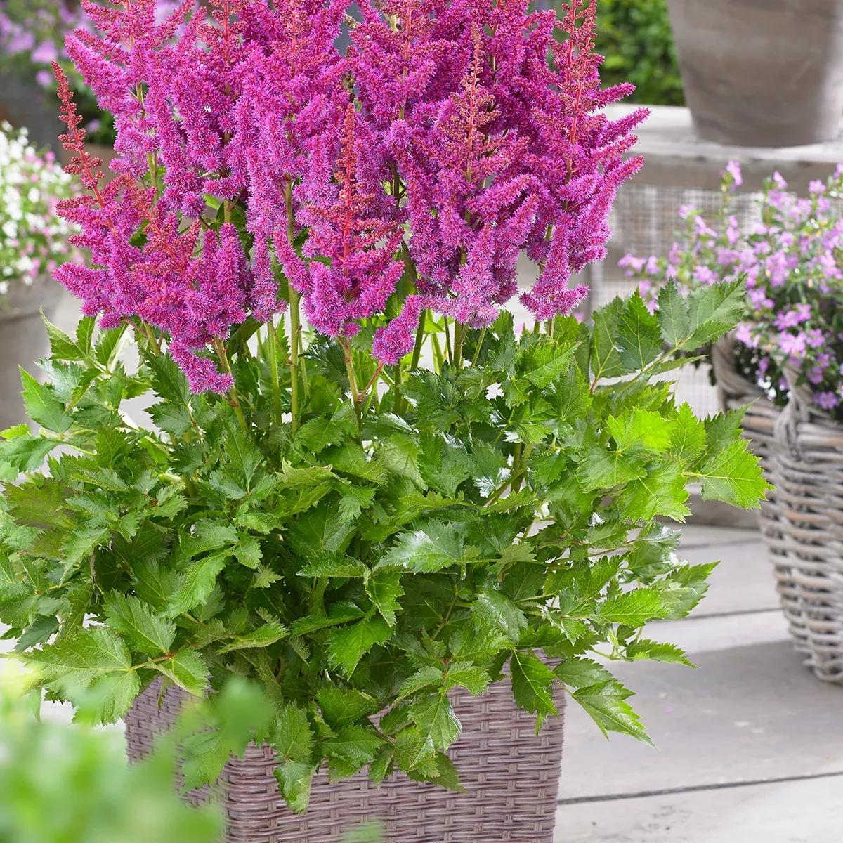 astilbe-visions-patio-kit-with-decorative-rattan-planter-planting-medium-root Astilbe - Visions - Patio Kit - with Decorative Rattan Planter, Planting Medium & Root