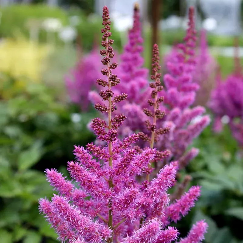 Astilbe - Visions