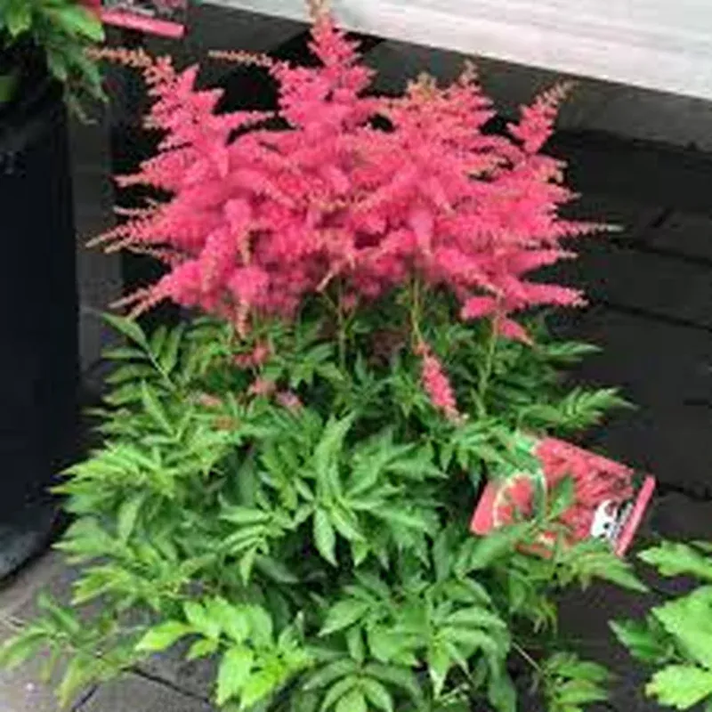 Astilbe Younique Cerise