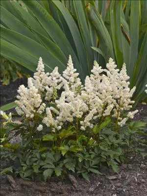 astilbe-younique-white-verswhite-pp19845-25-br-plants Astilbe Younique White ('Verswhite' PP19845) (25) BR Plants