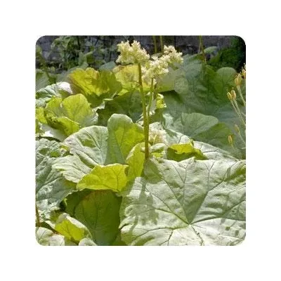 astilboides-tabularis-shieldleaf-rodgersia Astilboides tabularis Shieldleaf Rodgersia