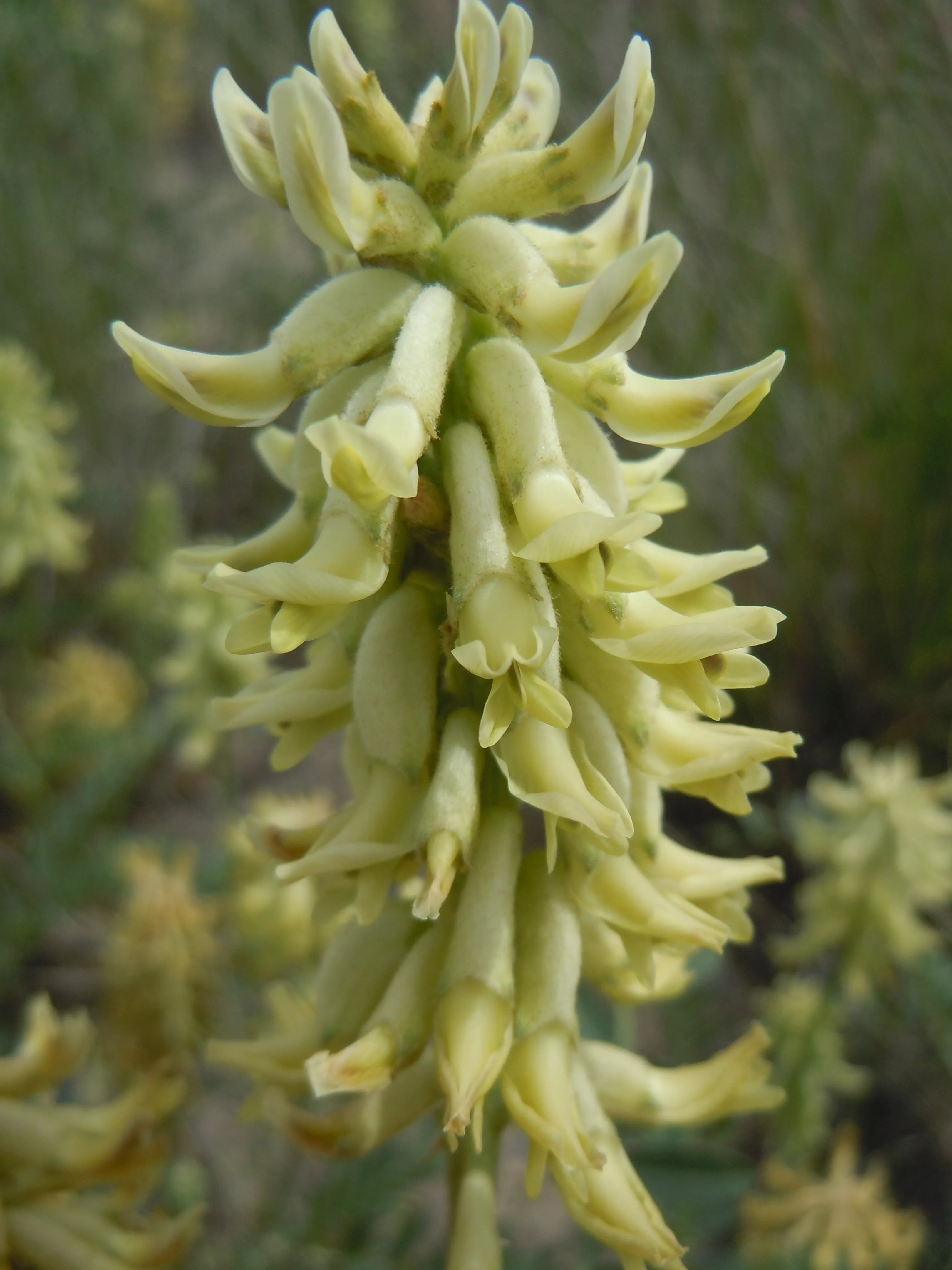Astragalus canadensis - Canada Milk Vetch