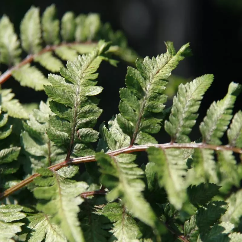 athyrium-anisocampium-niponicum-pictum Athyrium (Anisocampium) niponicum 'Pictum'