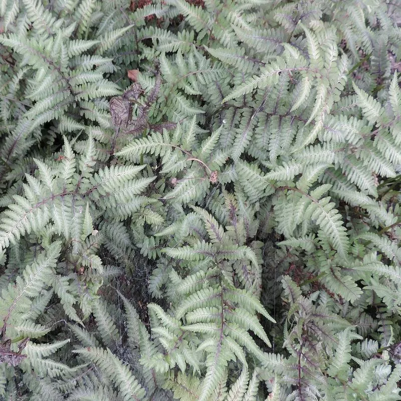 athyrium-anisocampium-niponicum-red-beauty Athyrium (Anisocampium) niponicum 'Red Beauty'