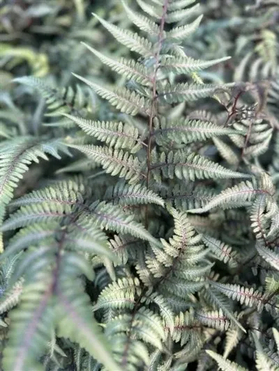 Athyrium Godzilla Fern