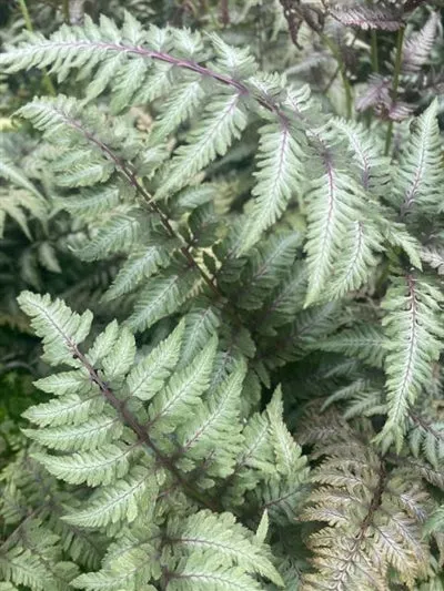Athyrium 'Japanese Painted Fern'