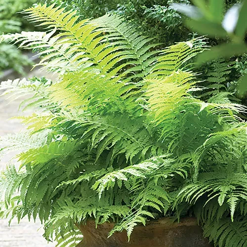 Athyrium 'Lady Fern'