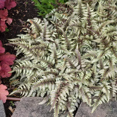 athyrium-n-pictum-10-ct-quarts Athyrium n. 'Pictum' (10)ct Quarts