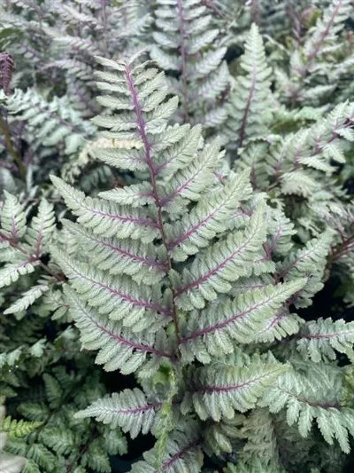 Athyrium Regal Red Fern