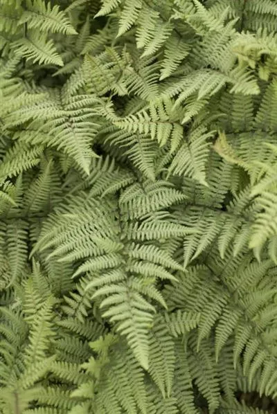 Athyrium xGhost Fern