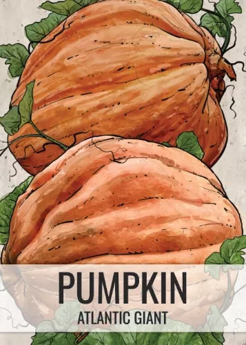 atlantic-giant-pumpkin-seeds-planting-cucurbita-maxima Atlantic Giant Pumpkin Seeds For Planting (Cucurbita maxima)