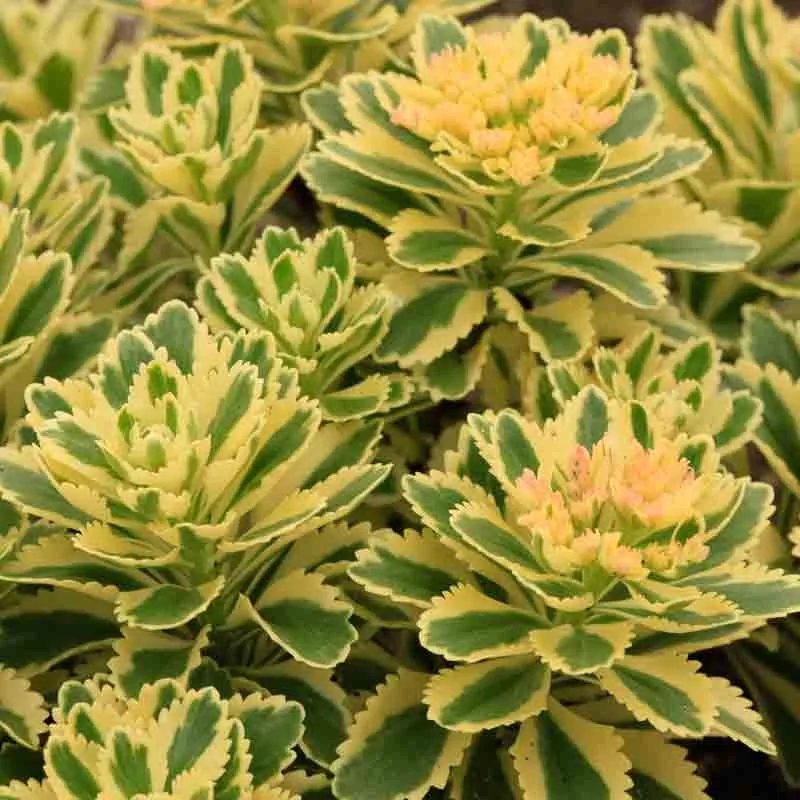 Atlantis Stonecrop