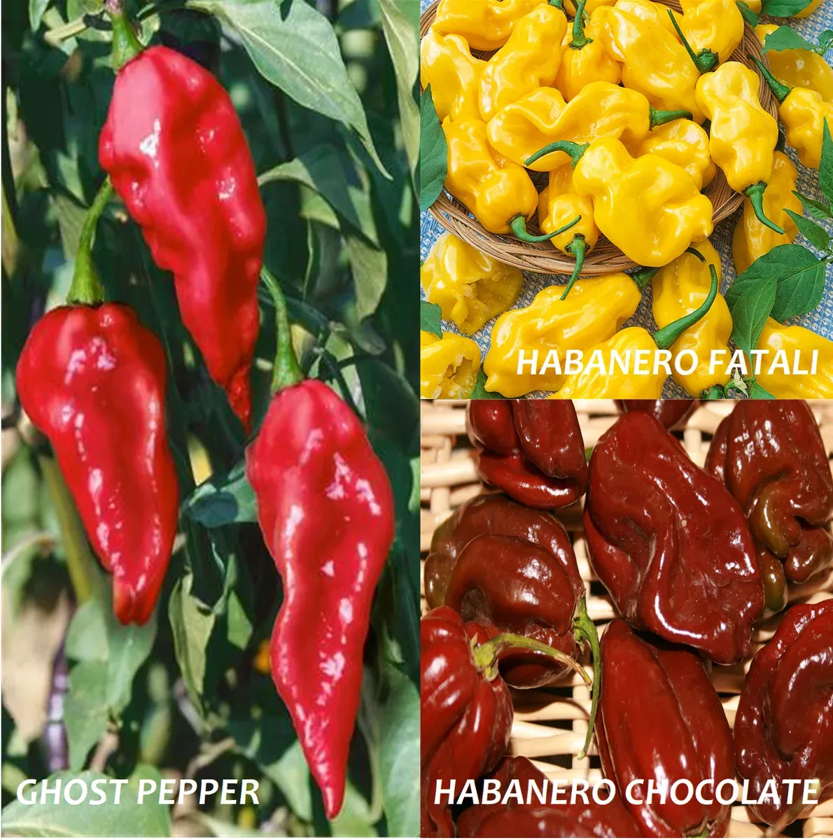 atomic-peppers-variety-pack Atomic Peppers Variety Pack
