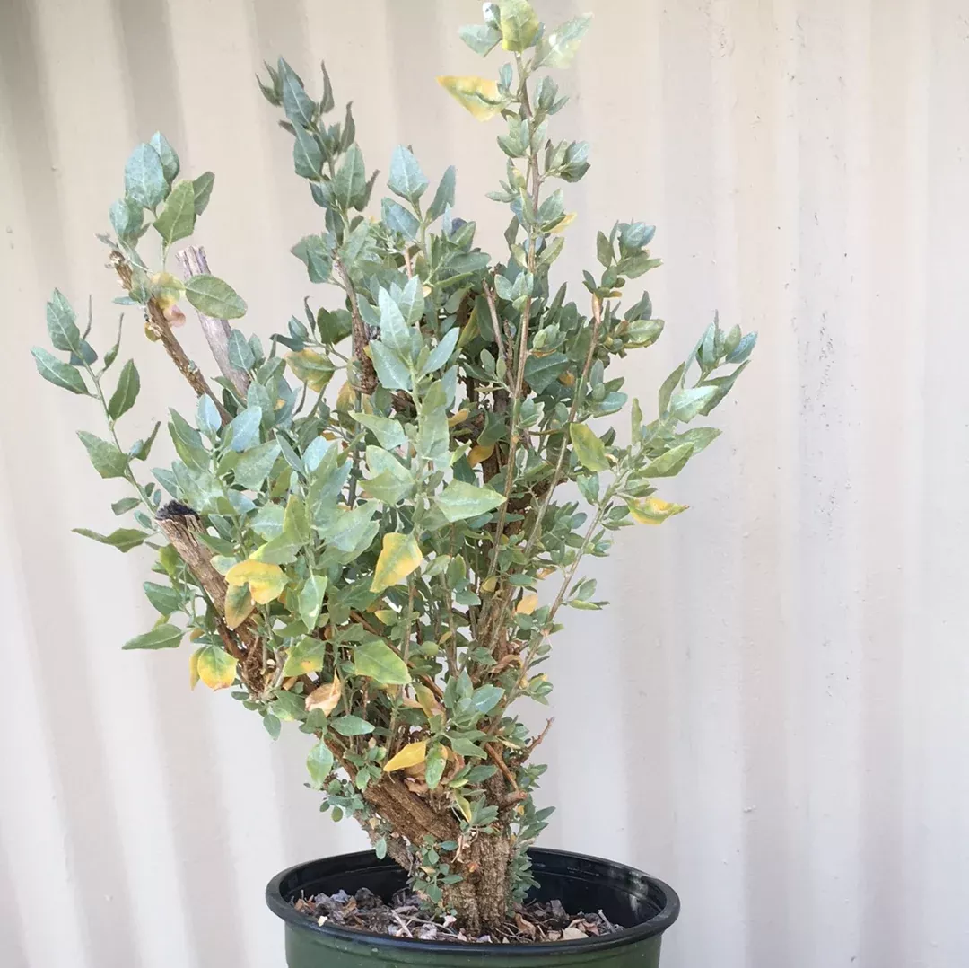 Atriplex lentiformis ssp. breweri